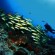 Taman Laut Bunaken Taman Laut Bunaken